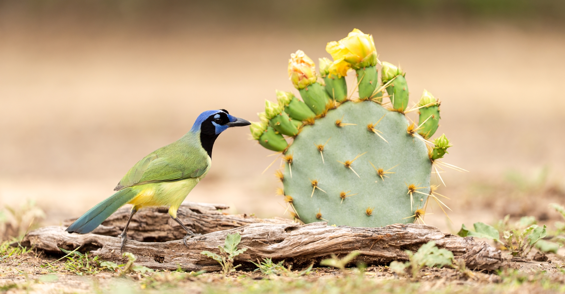 Green Jay-13.jpg